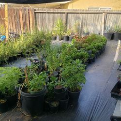 Plants