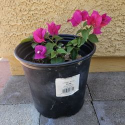 BOUGAINVILLEA