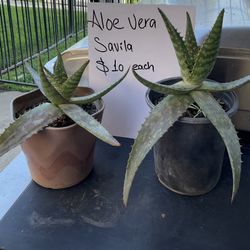 Aloe Vera $8