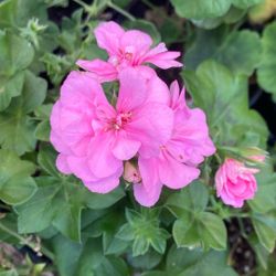 Plantas Geranios