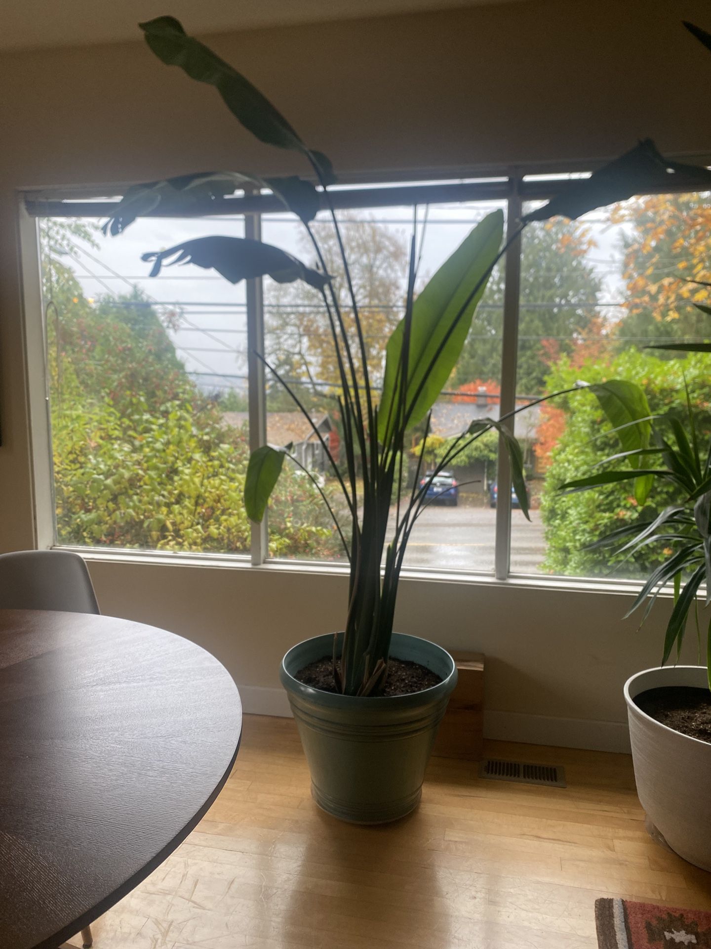 Bird Of Paradise Plant