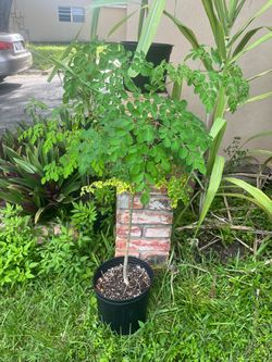 Moringa Tree Live Plant in Pot