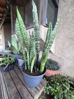 Sanskrit plant