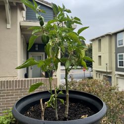 Green Pepper Plant With pot Included