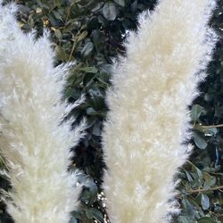PAMPAS GRASS Decor For Wedding And Home