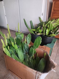 Free Live Cactus Plants Mixed Lot