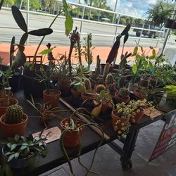 10/26-27 This Weekend Selection At Jason's Local Garden Located In New River Grove In Davie. Off Griffin West Of Turnpike.