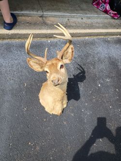 Deer Mount