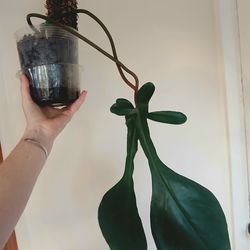 Philodendron Joepii