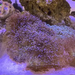Fake frogspawn And torch coral decoration