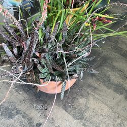 Terracotta Planters & Assorted Plants Succulents, Hibiscus Etc