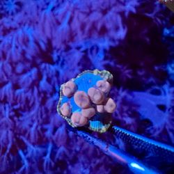 Neptune Bounce Fake Coral Decor