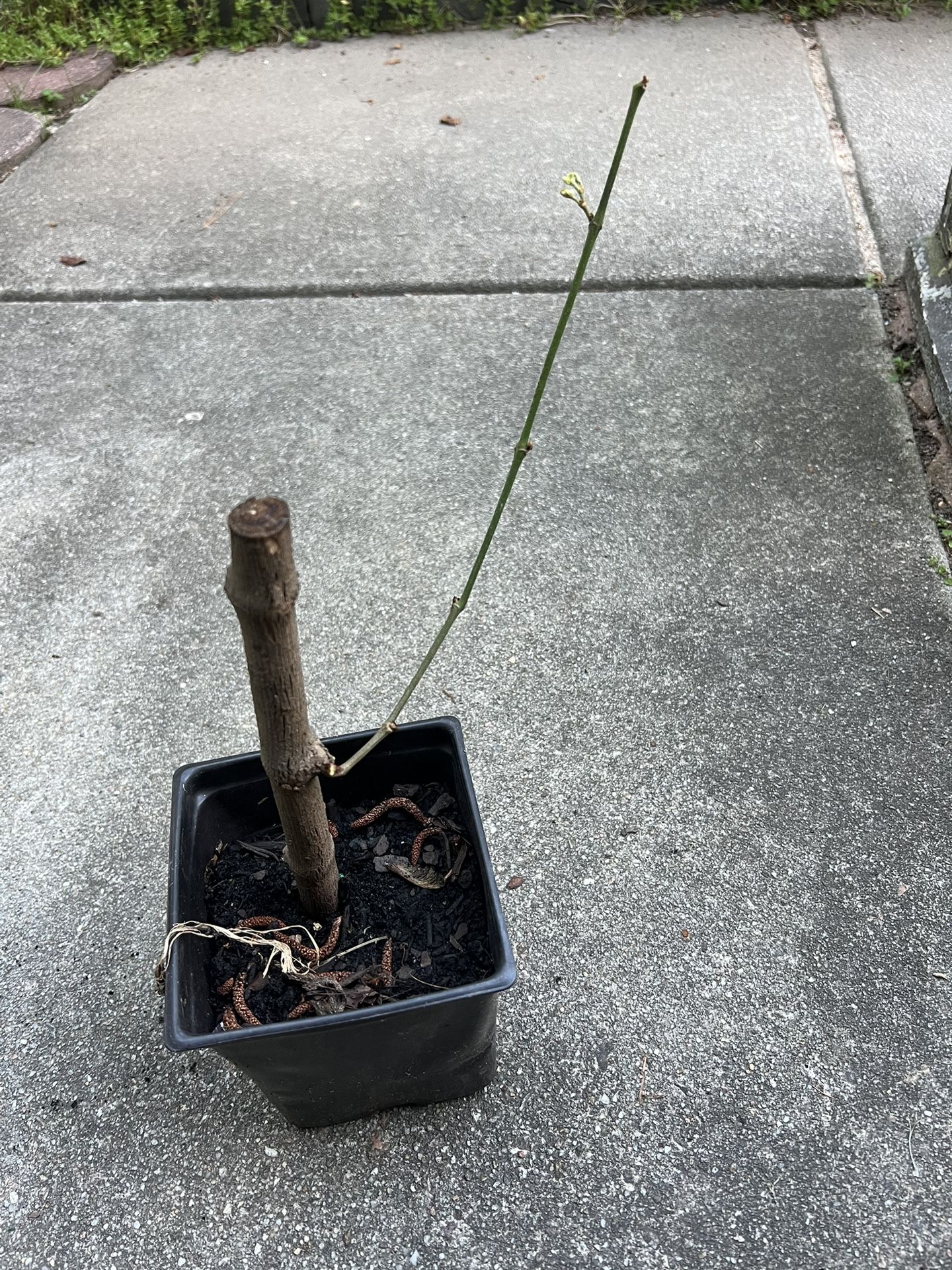 Grapes/ Grape Vine/ grape Tree (pls Read The Description Below)