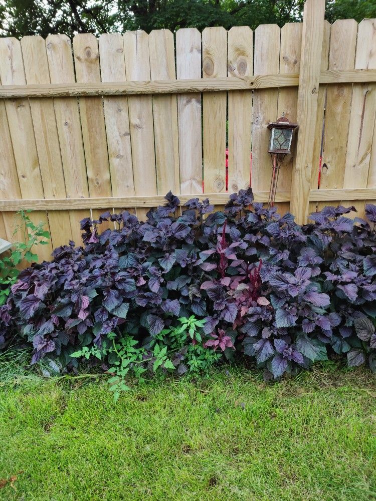 Perennials Chinese Basil, Beef Steak Coleus, Shiso Beautiful Colors And Edible($1 Per Plant) In Pots Of 10 And 15