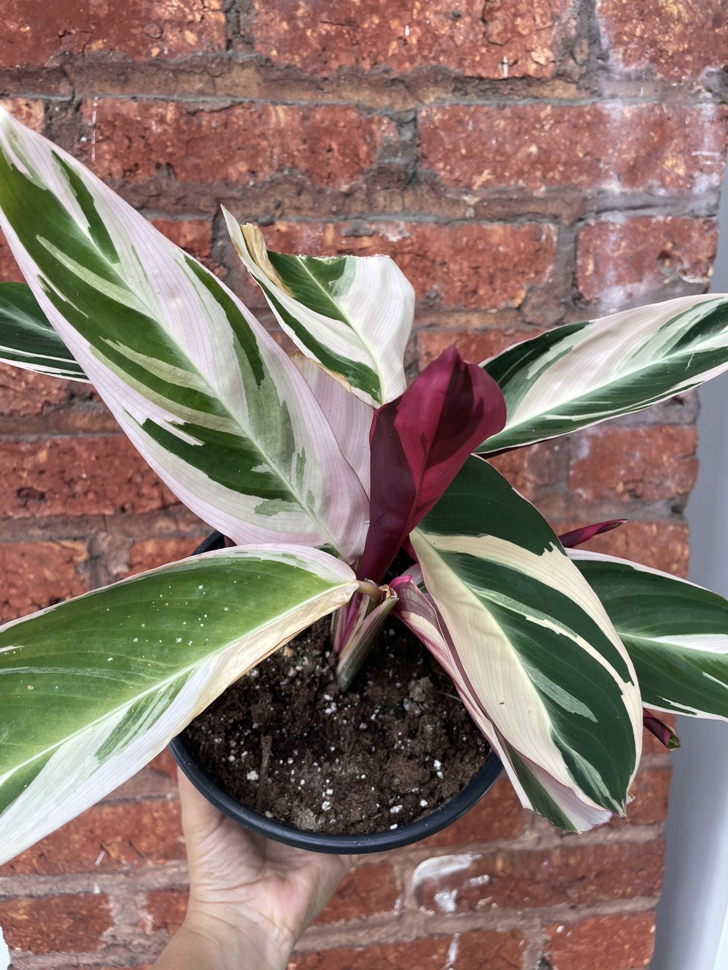 Stromanthe Triostar Plant