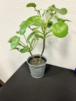 Ikea Plant