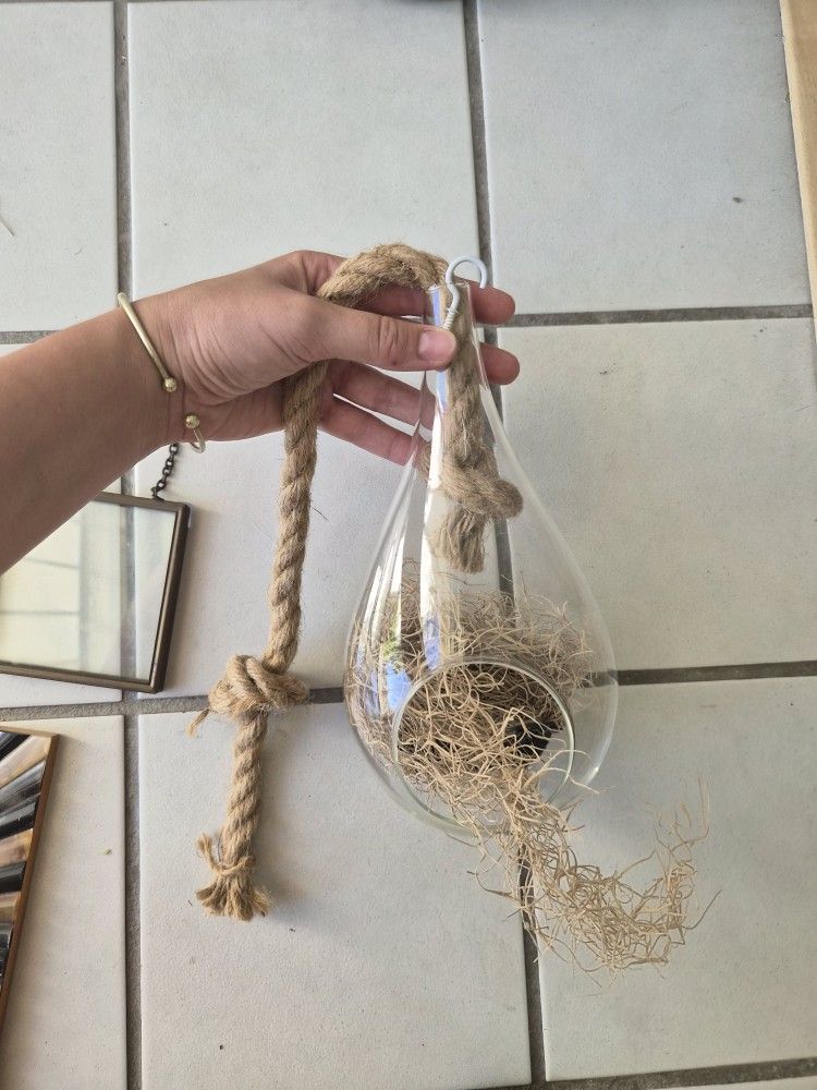 Air plant hanging holder