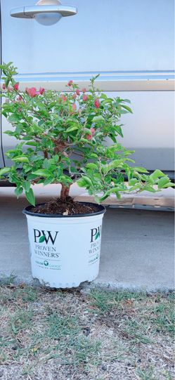 Bambino Burnt🔥Orange Bougainvillea Bonsai