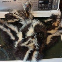 Skunk Pelt Hat