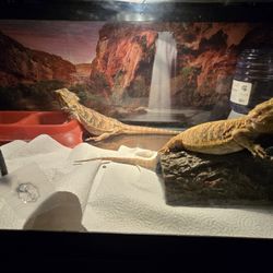 baerdragon 