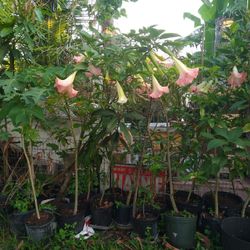 Large Angel Trumpet Flower  - 7 Ft Tall