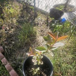 Guava Plant 