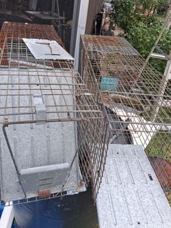 Animal traps