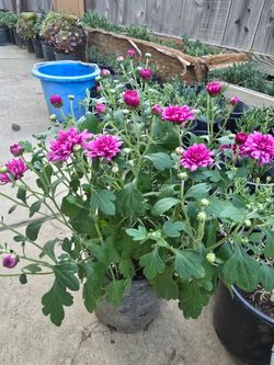 Plant for sale