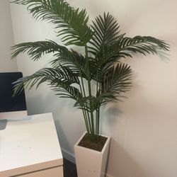 Fake Plants 