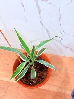 🪴 Variegated "Lucky Bamboo" Dracaena White Ribbon Starter Plant!