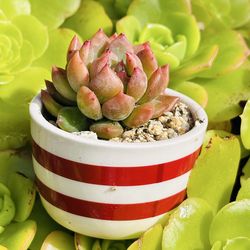Echeveria Louis ( Korean succulents)