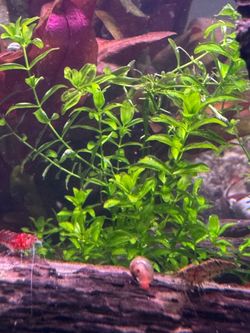 Pearlweed 🌱