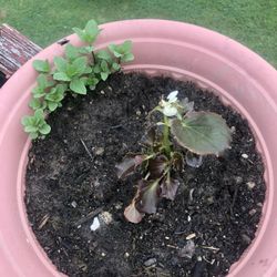 Esta planta da flores blancas y también plante llerbabuena juntas