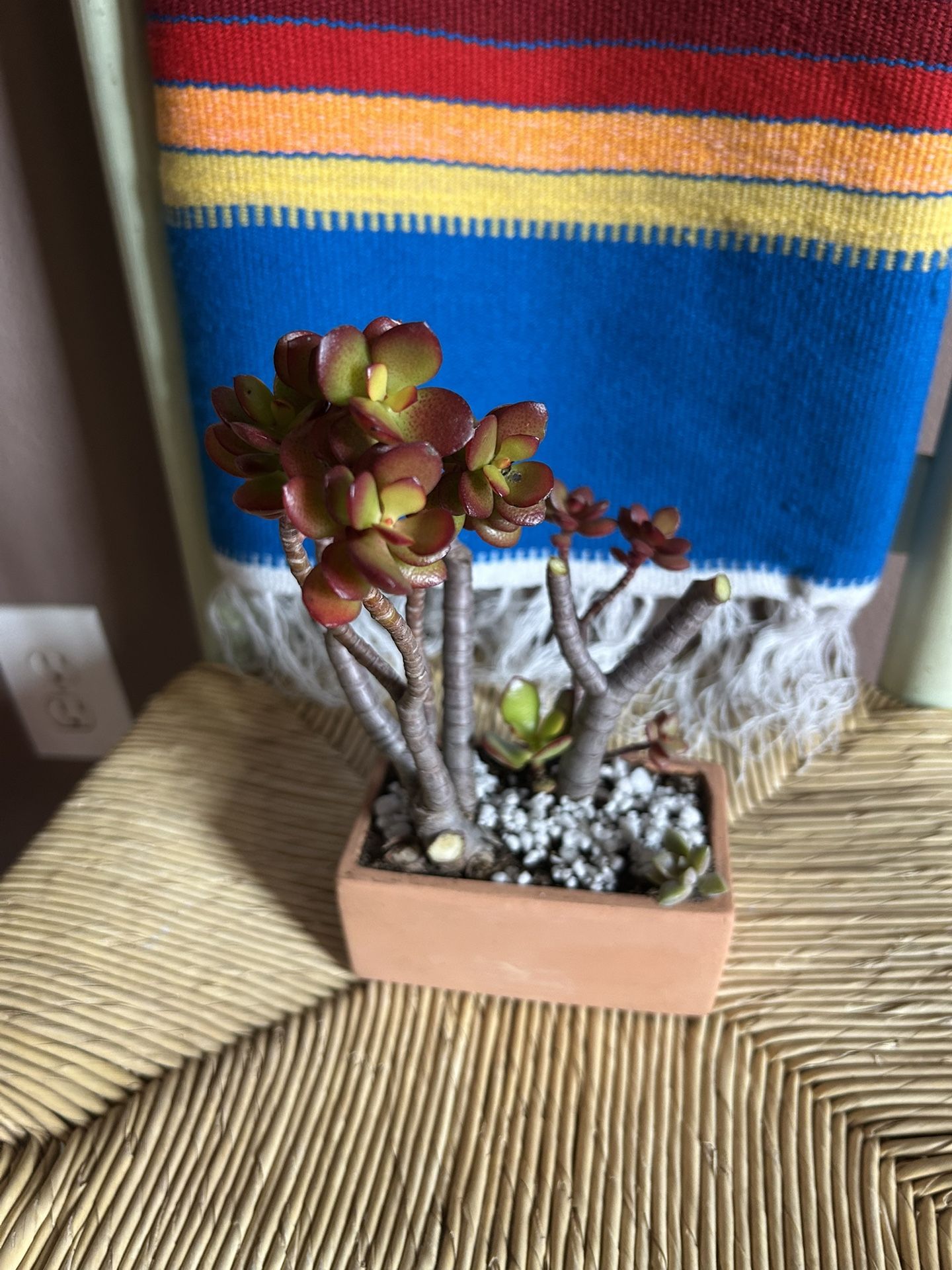 Jade Plant 🪴 On Clay Pot
