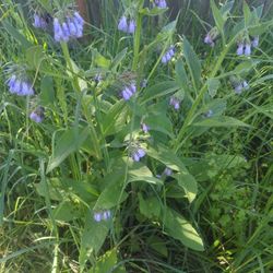 Common Comfrey Roots 3x3"