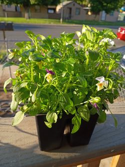 Estoy Vendiendo Esta Plata de Flores 