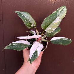 white princess philodendron 4” pot