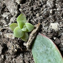 Ghost Plant Babies, Succulent