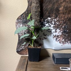 Silver Philodendron