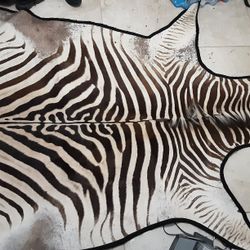 Real African Lifesize Zebra Hide Not Cow 100%Zebra