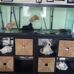 75gal Tank With Filters 