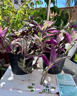 Lilac Wandering Jew