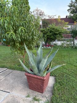 Planta de Agave alto 42