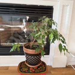 Ficus Benjamina, commonly known as a Weeping Fig. It has been shown to effectively remove indoor air pollutants. * It is a popular evergreen houseplan