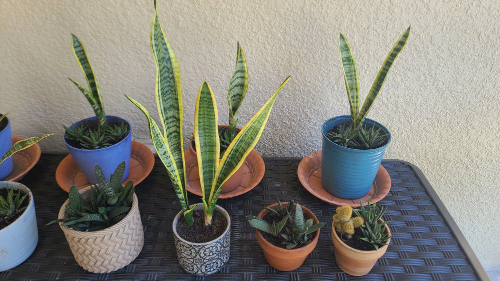 POTS AND PLANTS FROM $5,$7,$10