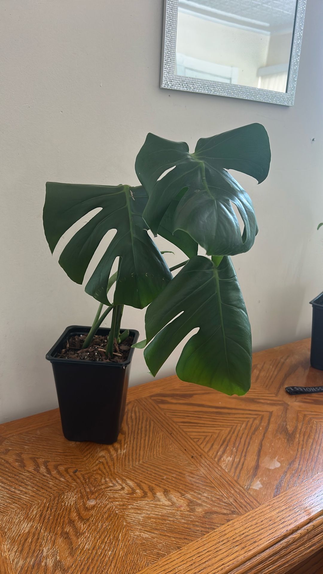 Monstera