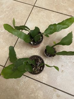 Jungle Cactus Epiphyllum Cactus 