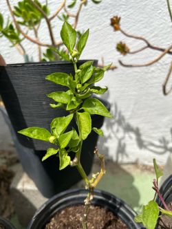 Bell Pepper Plant