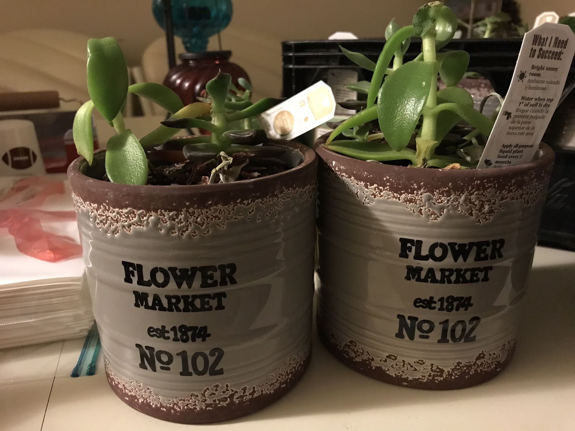 Mother’s day succulents!