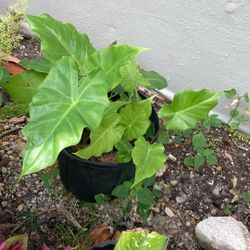 Plantas 